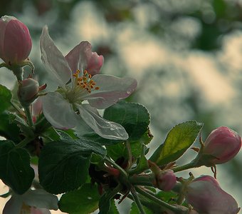 яблони в цвету..