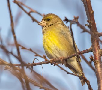 Зеленушка (Carduelis chloris)