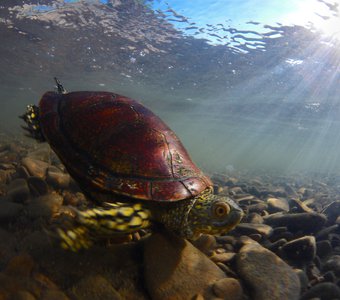 Красная болотная черепаха под водой