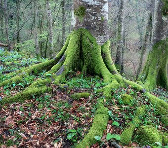 Тисо-самшитовый лес