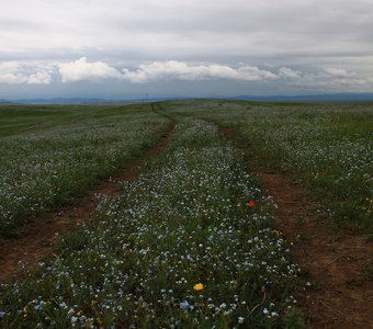 Дорога в незабудках