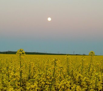 Луна над рапсовым полем после заката Солнца