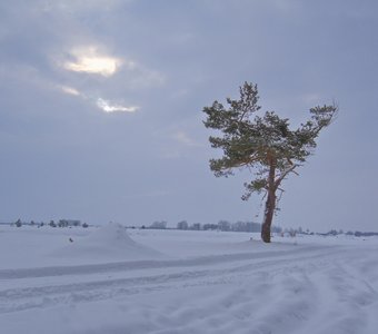 Ивановка. Одинокая сосна.