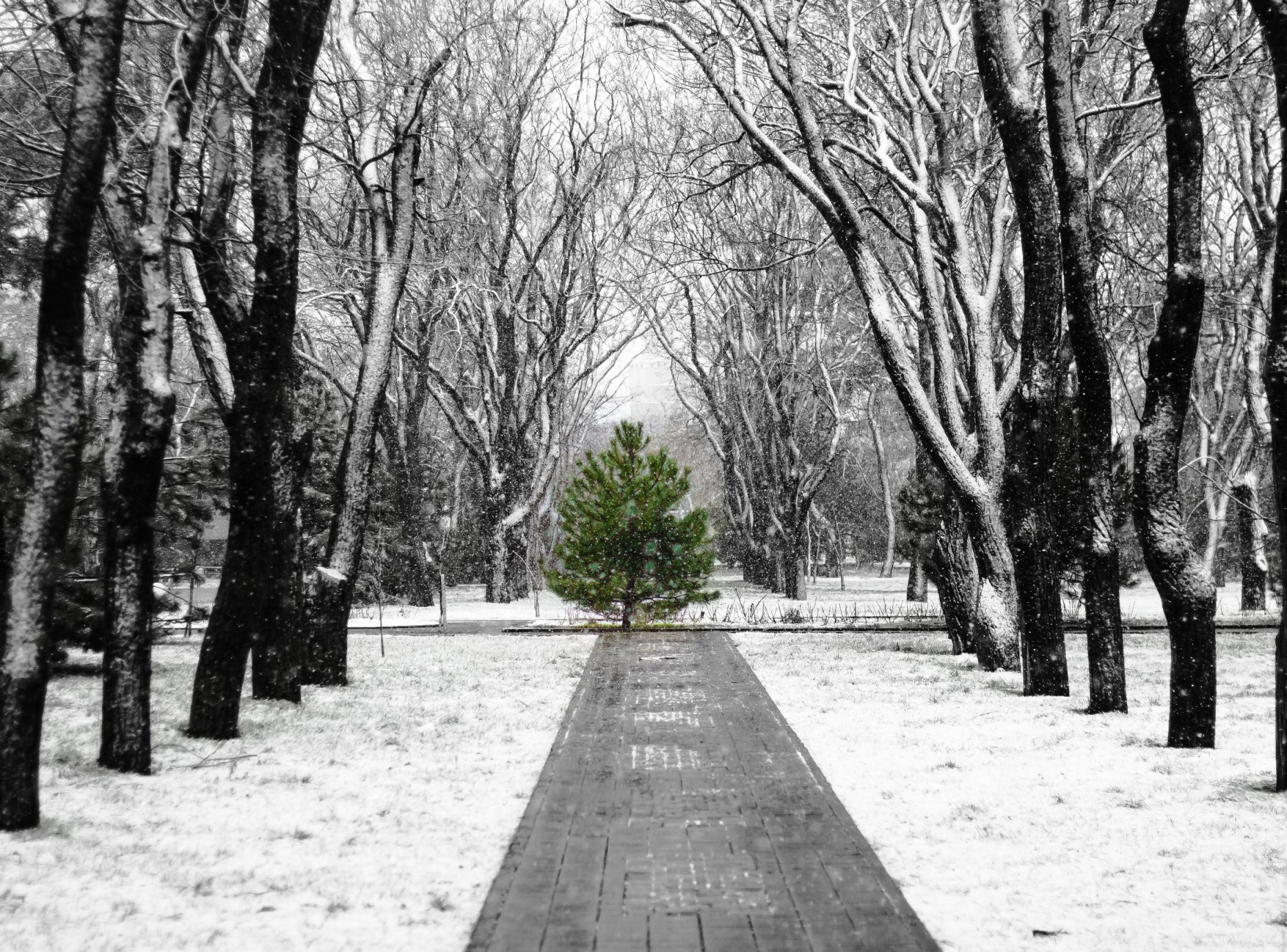 Зимой и летом...зеленая была