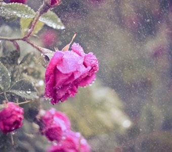 Розы в дождливый день.