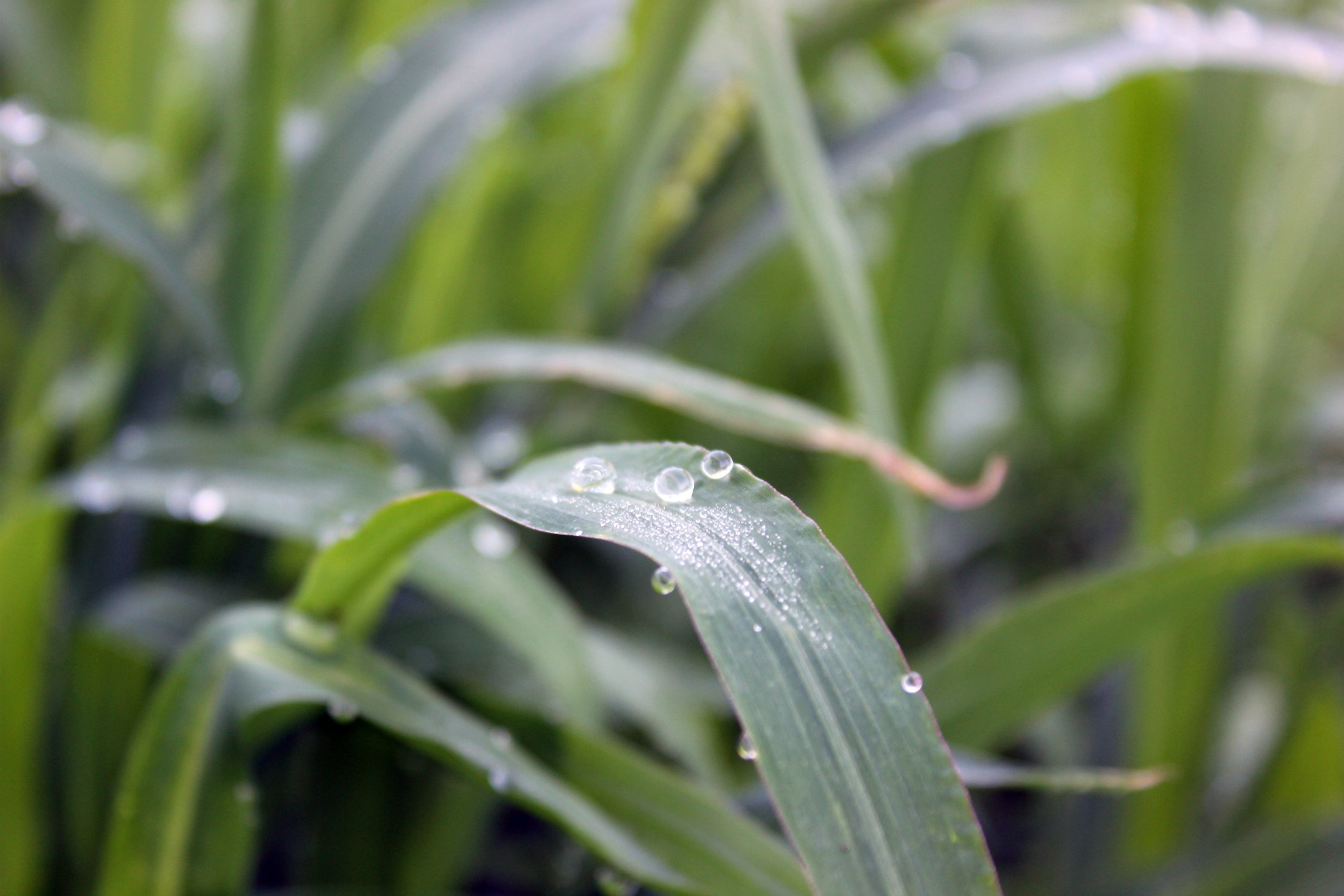 Родина начинается с росинки