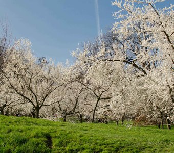 Цветущие вишневые сады в Праге
