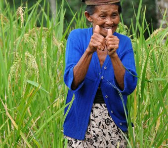 Бали, рисовые поля