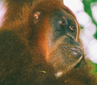 Суматранская орангутаниха.
