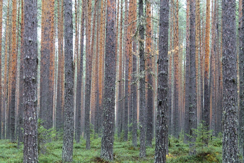 Сосновый бор: первые заморозки