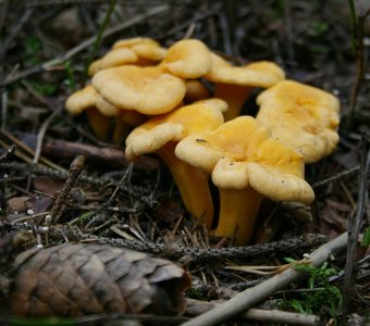 Лисичка обыкновенная, Cantharellus cibarius.   Ленинградская обл, 17.09.2016г.