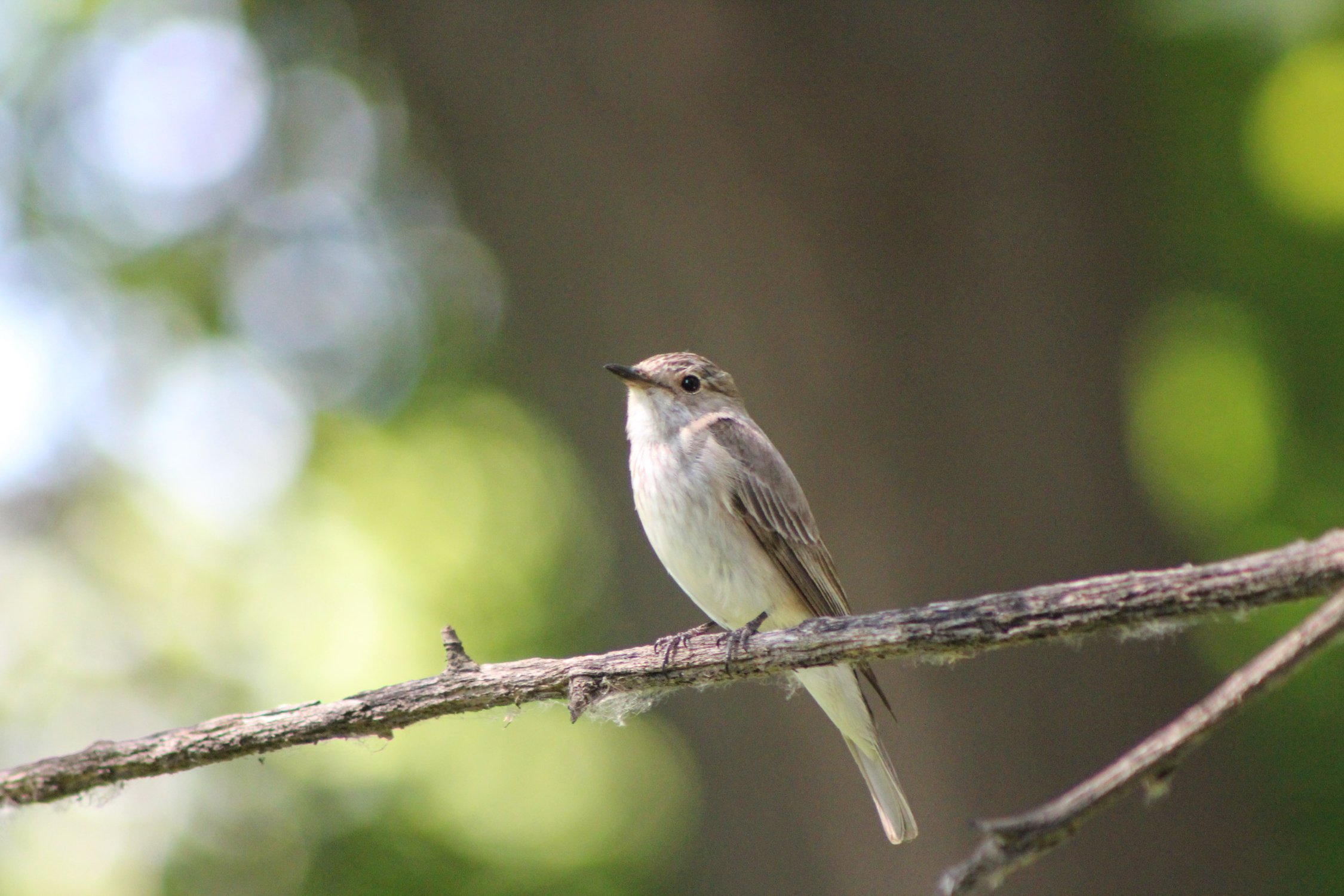 Серая мухоловка