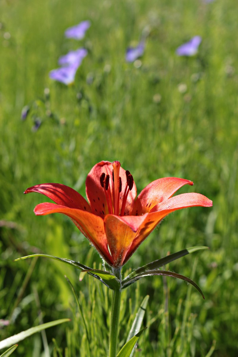 Сардана – Якутии цветок — Фото №247732