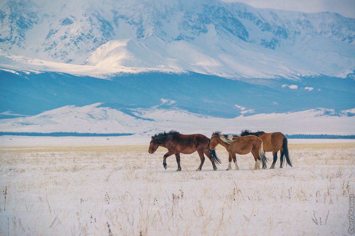 Лошадь красиво фото Казина Светлана