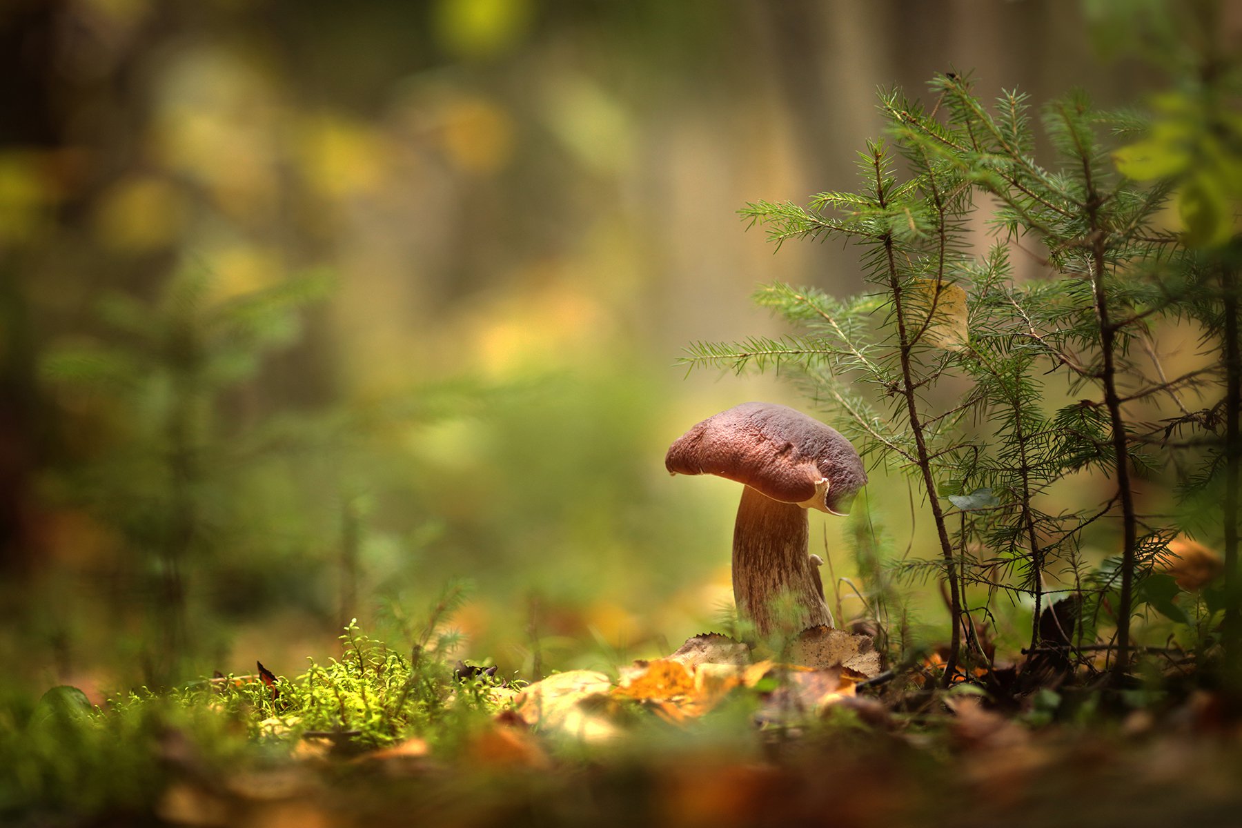 Запахи осеннего леса