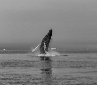 Прыжок горбатого кита