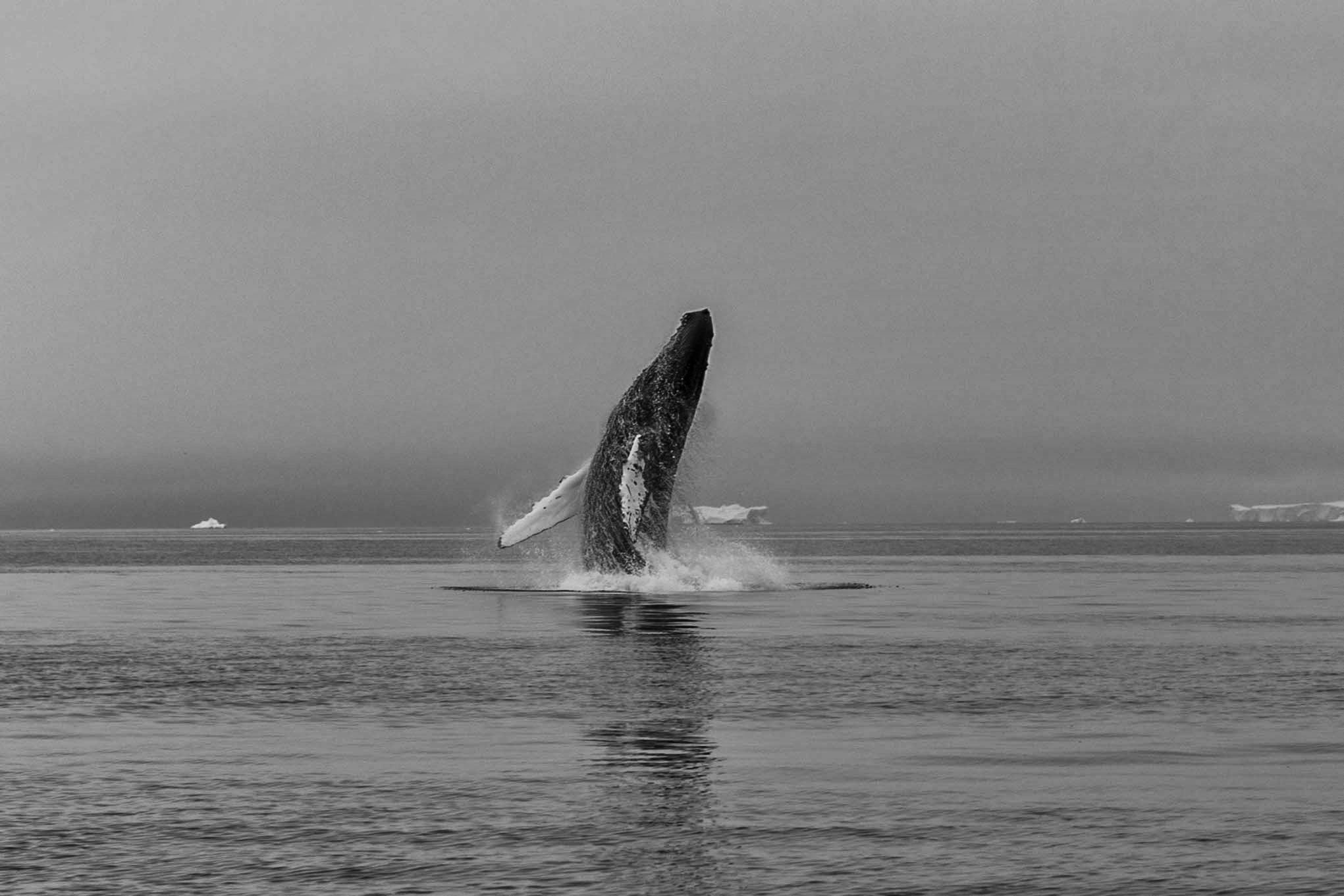 Прыжок горбатого кита