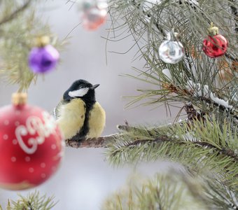 В сказку попала!