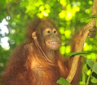 Орангутанг в Индонезийском тропическом лесу