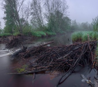 Бобровая плотина. Новгородская область. Россия