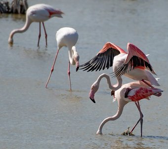 Брачные игры фламинго