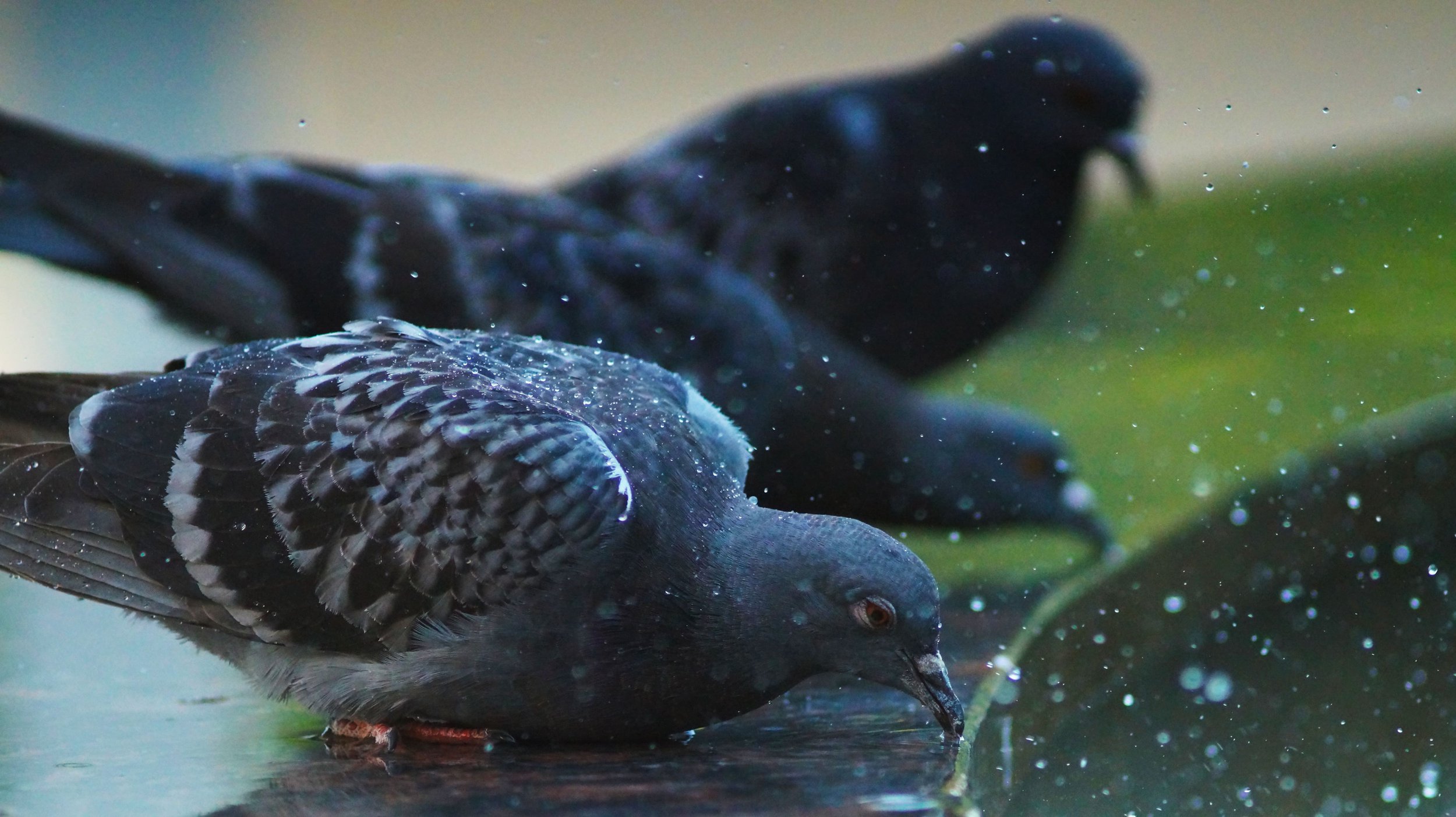 У городского фонтана