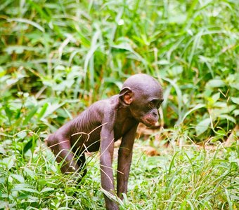 Малыш-бонобо.
