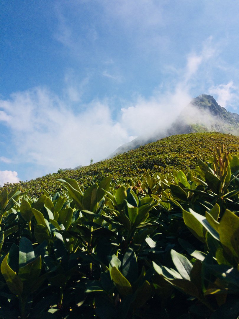 Гибискус на высоте 2200 метров и горные пейзажи