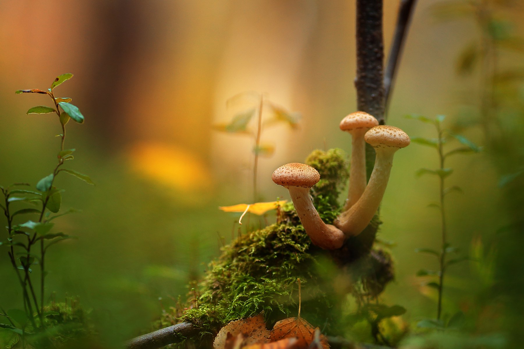 Лесная красота