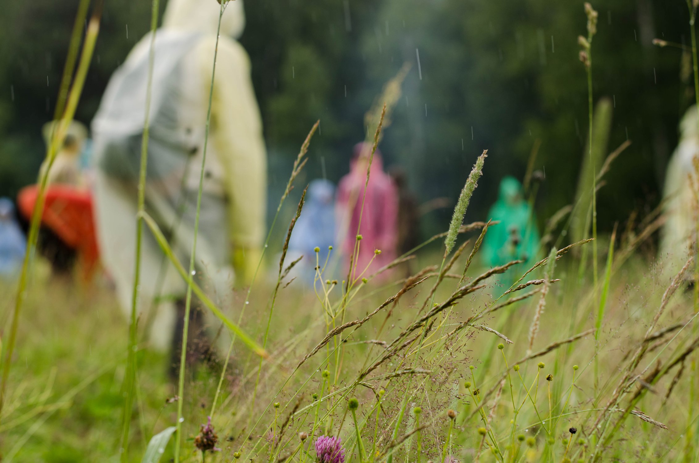Июльское впечатление