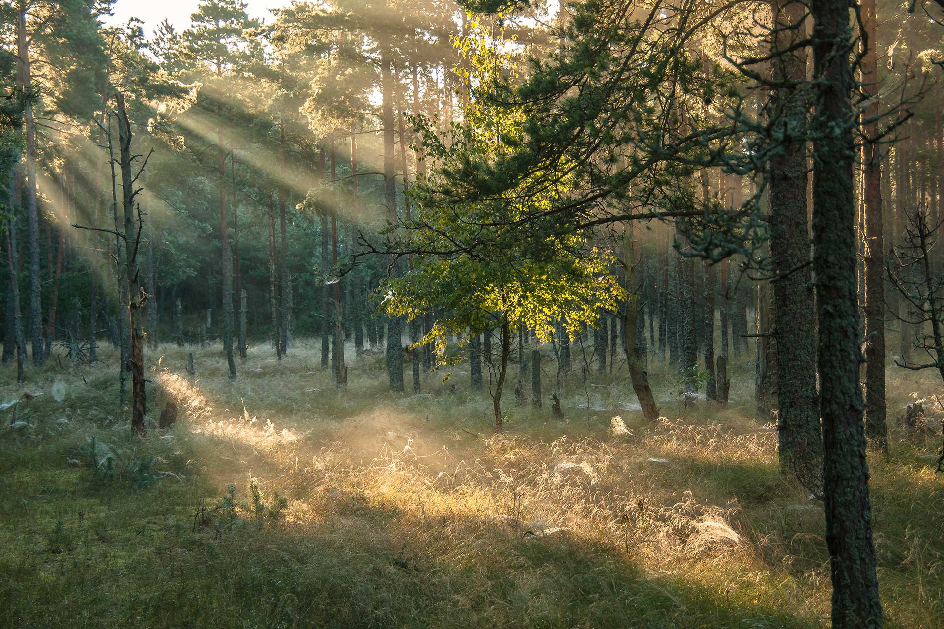утренний лес
