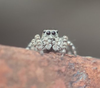Little Jumping-spider close up