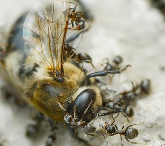 Труп мухи-журчалки и толпа муравьев