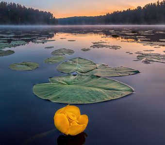 Кубышка жёлтая на озере