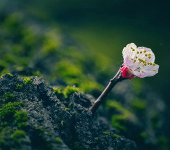 Одинокий цветок