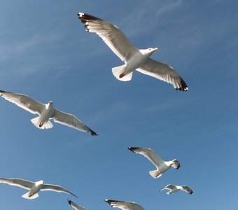 Птицы озера Байкал