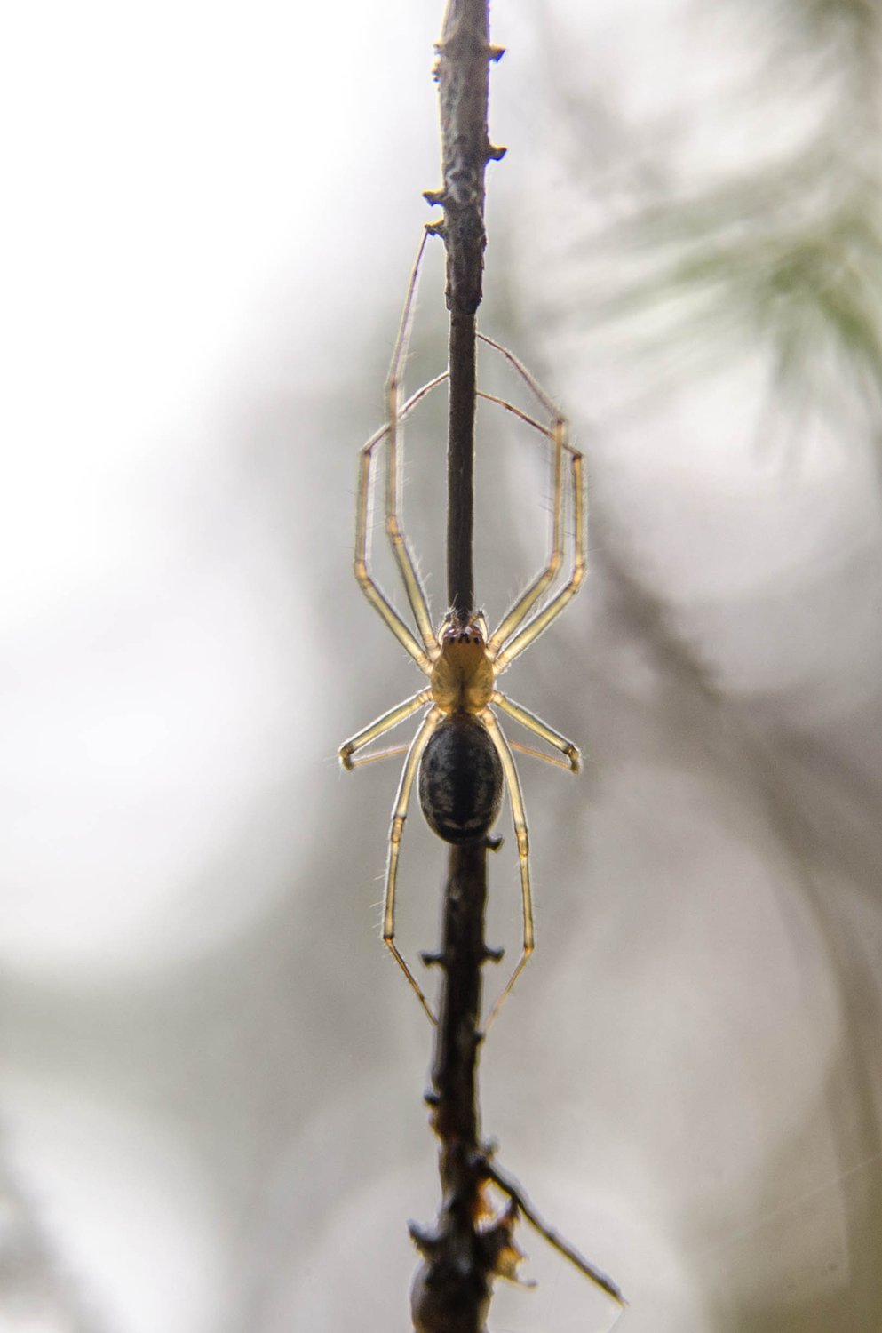 Листовой паук.