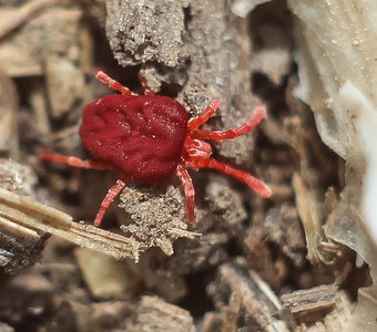 Velvet mite