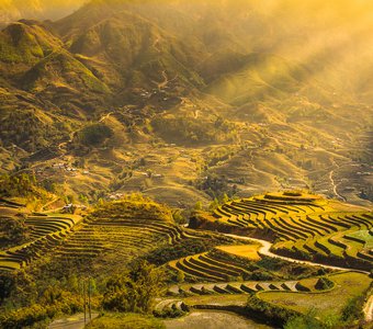 Золотые плантации Вьетнама