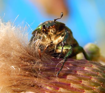 Внимательный взгляд жука на цветах
