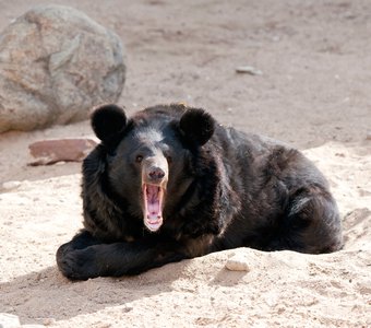 Медведь ревёт