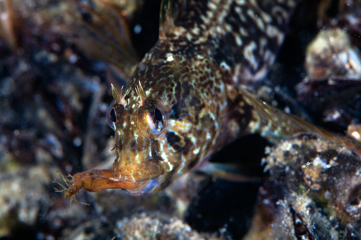 УДАЧЛИВЫЙ ОХОТНИК — Фото №274946