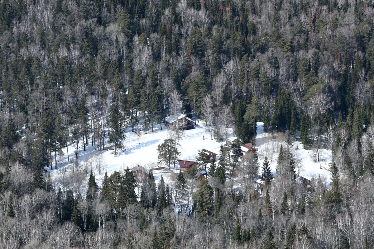 Кардон. Кардон в тайге. Таежный Кардон. Кардон фото. Мега Кардон.