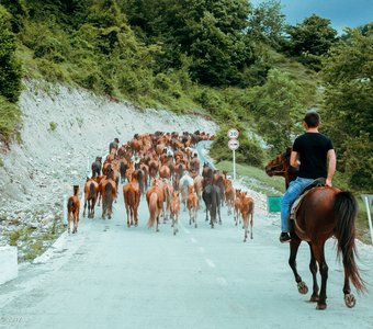 Georgia - Herd of horses