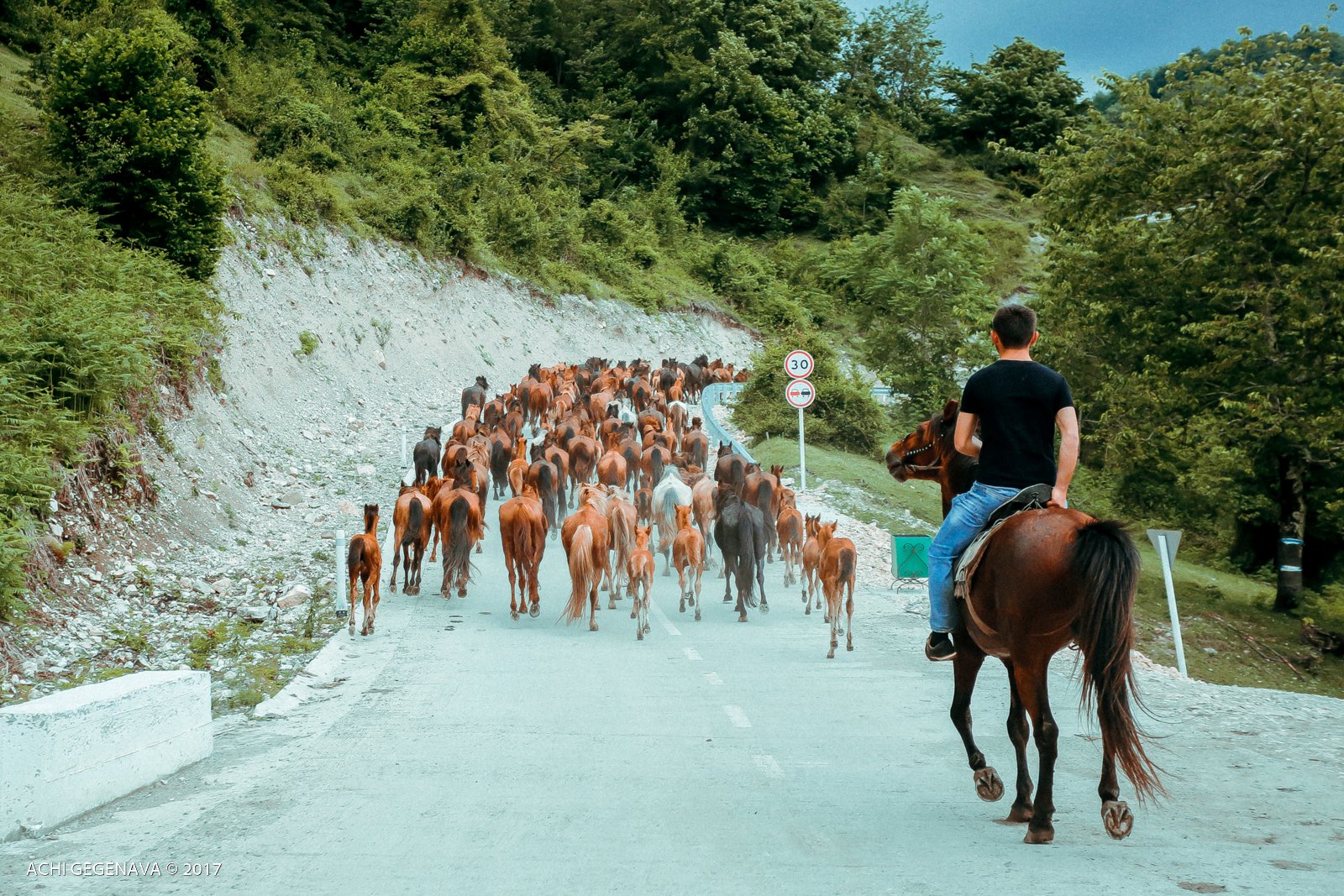 Georgia - Herd of horses