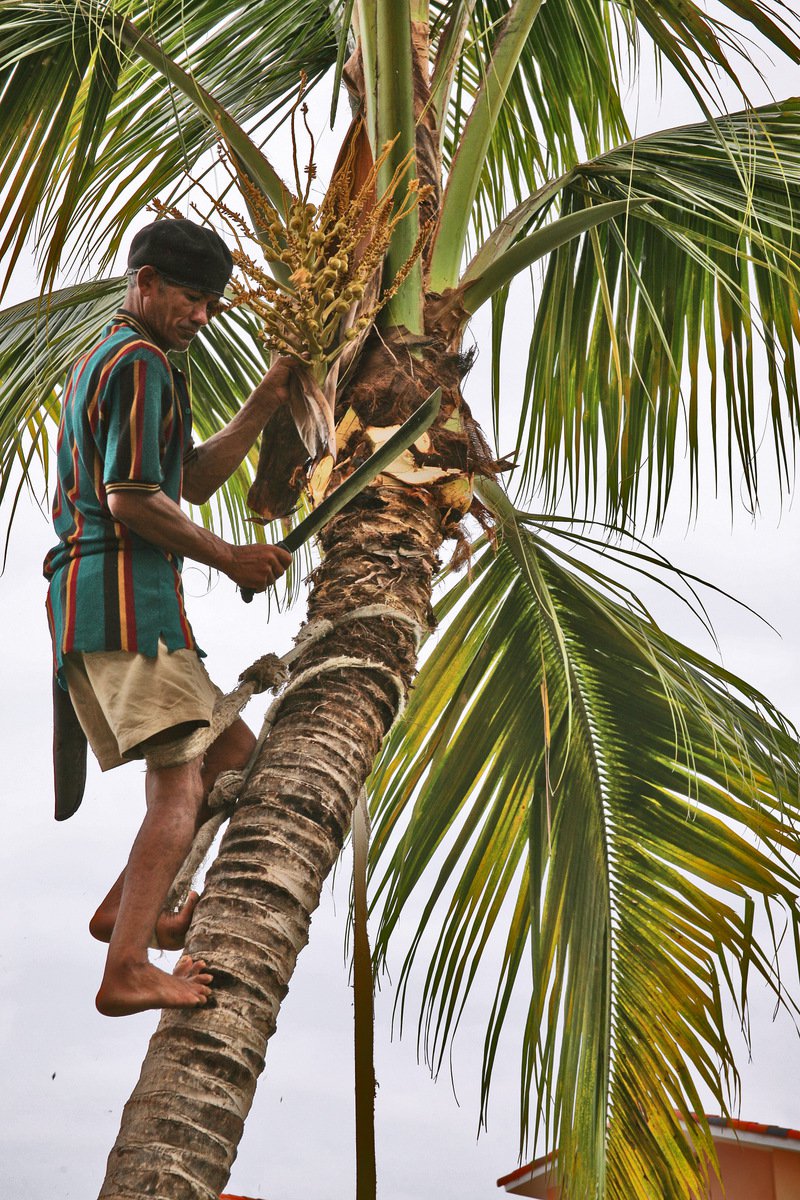 Рубщик пальм (Доминиканская республика)