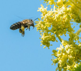 Пчела в процессе сбора пыльцы