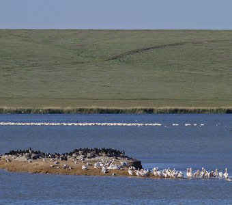 пеликаны на озере Маныч