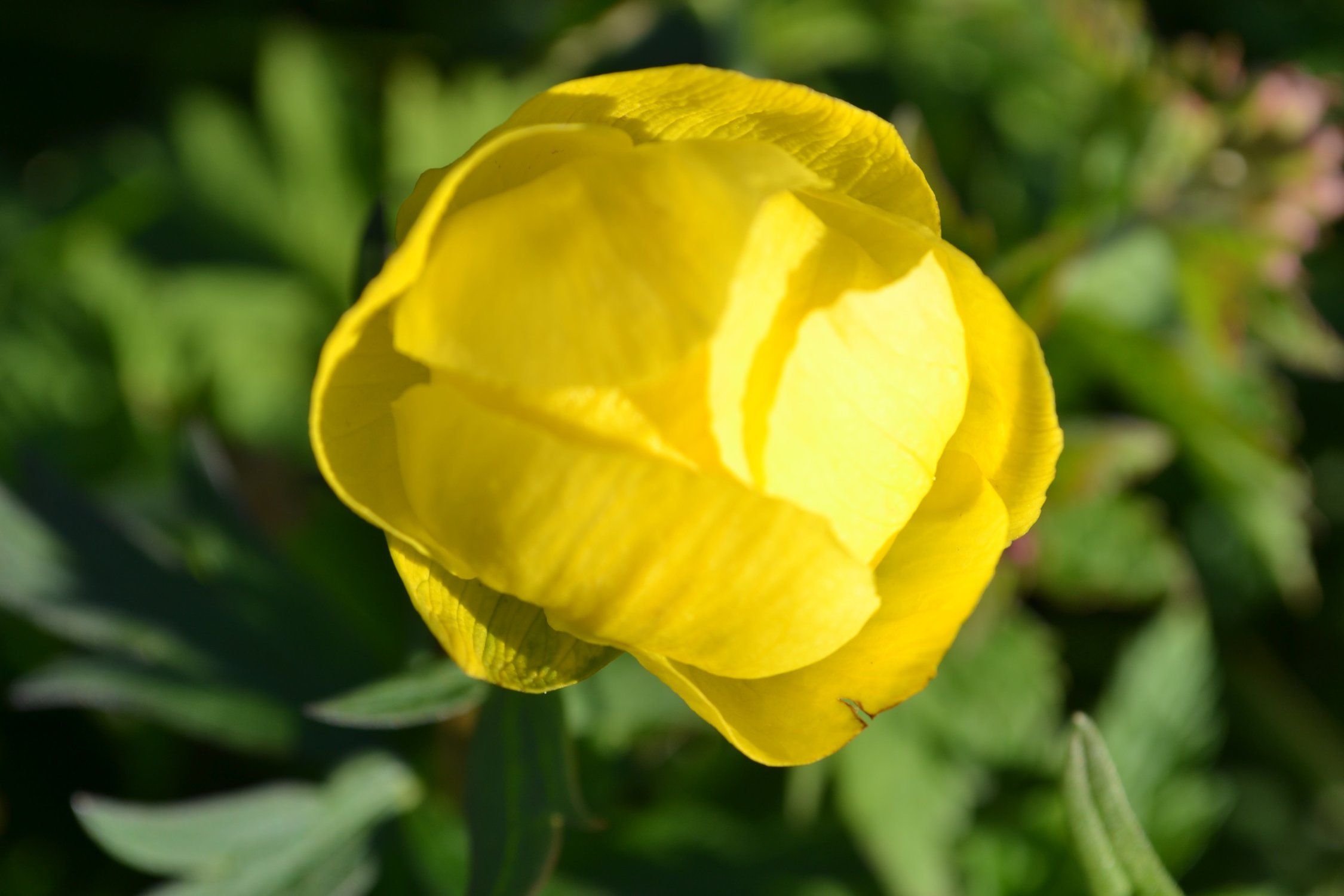 Купальница Trollius ranunculoides