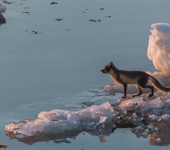 Охотник Арктики